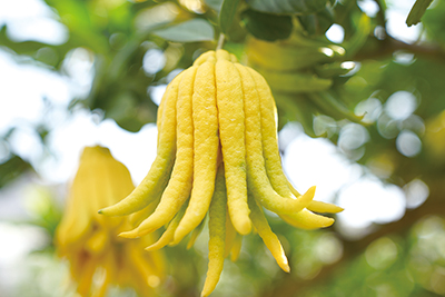 佛手香自北山来